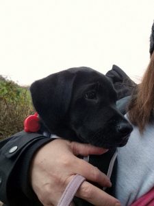 dog walk